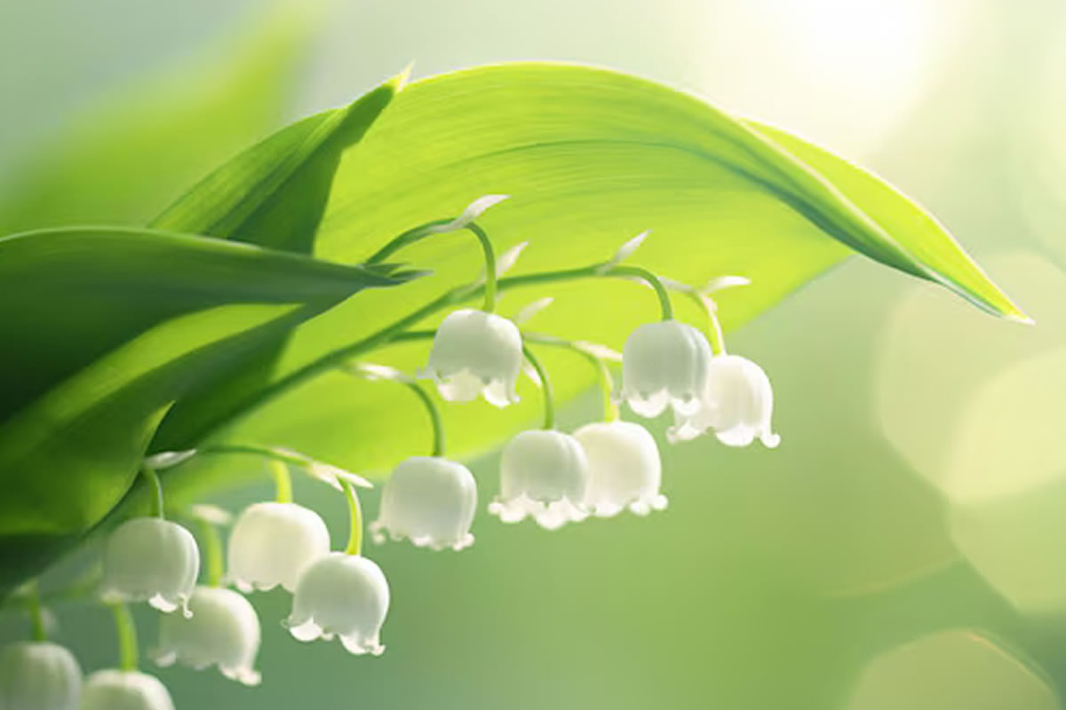 Le muguet du 1er Mai : symbole historique depuis des siècles et marché en déclin