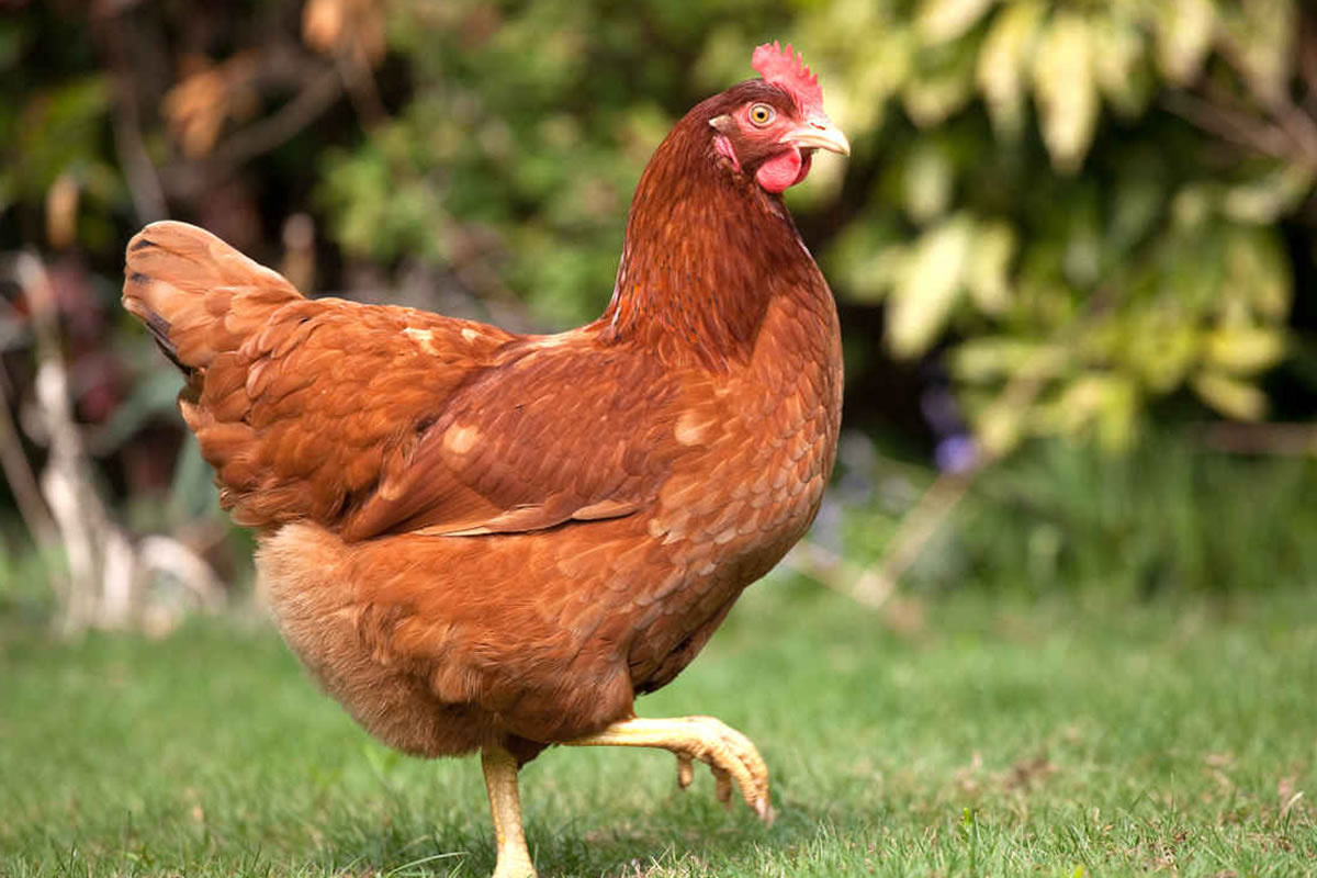 Photo d'une poule de type rousse, divagant dans une prairie, pour s'alimenter